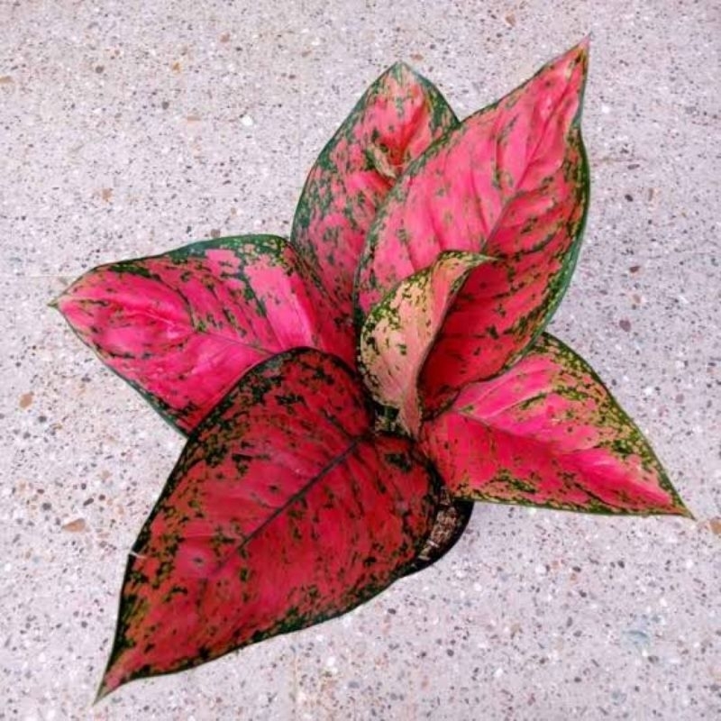 Bibit Aglonema Big Apel Aglonema Big Apple Tanian Lokal