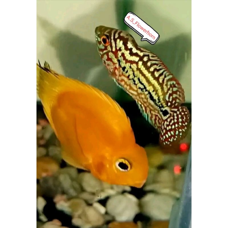 Burayak Louhan Kamfa V8 Thailand