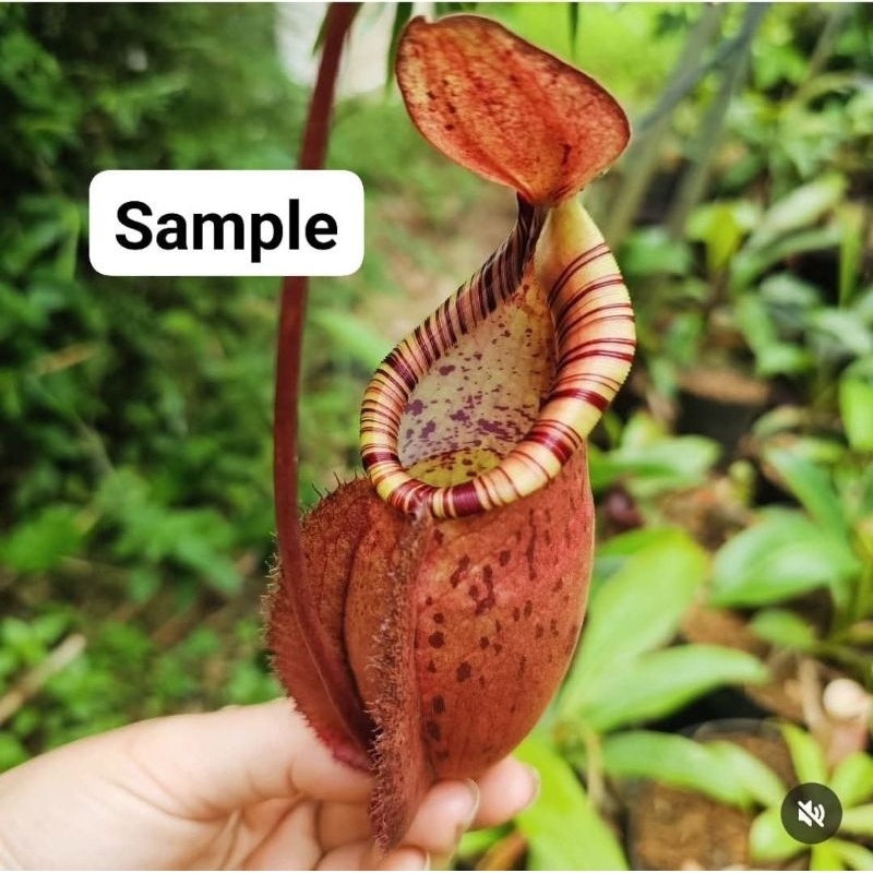 

Mirabillis x Spectabilis BE