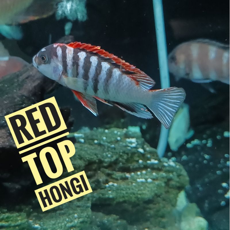 Red top Hongi 4-5cm