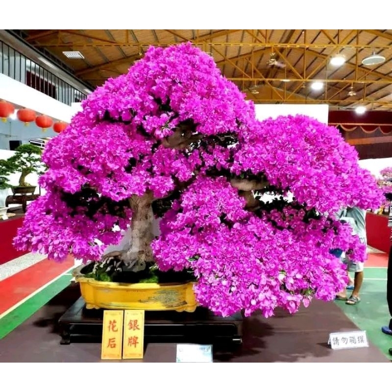 Bibit Bonsai Bugenvil - Bonsai Bugenvil - Bahan Bonsai Bugenvil - Bugenvil import warna ungu - Batan