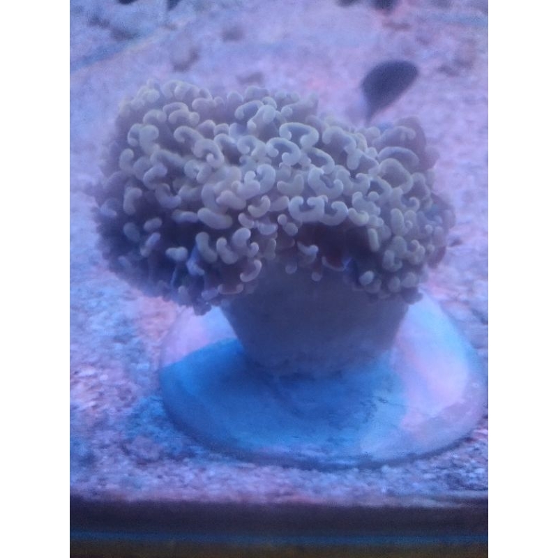 Siwalan Orange [FRAG] - Orange Hammer Coral