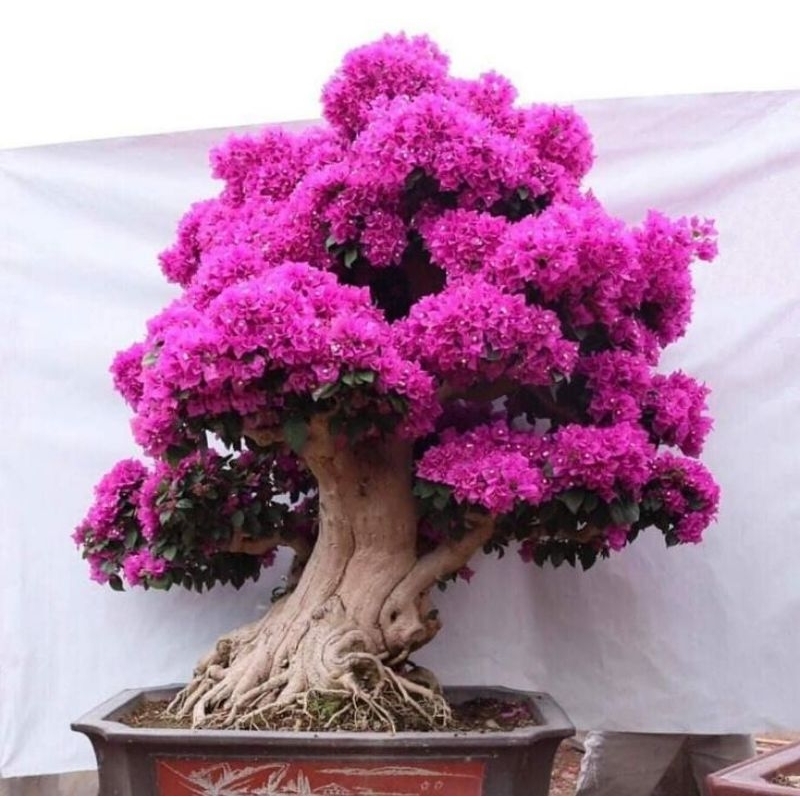 Bibit Bunga bugenvil import - Bunga bugenvil - Bugenvil - Tanaman hias bugenvil - Tanaman hias bugen