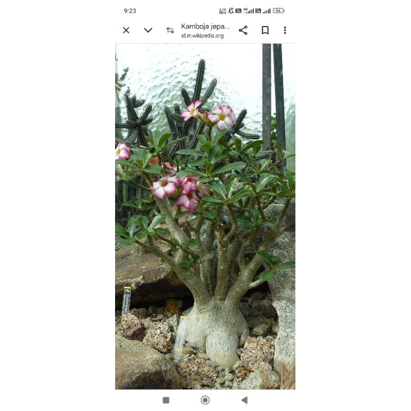 Stek Bunga Kamboja Jepang Adenium