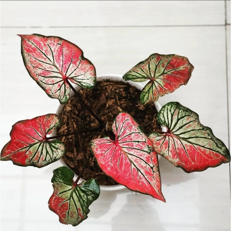 Tanaman Hias Caladium Hanoman Obong - tanaman hias hidup keladi hanoman obong cantik murah