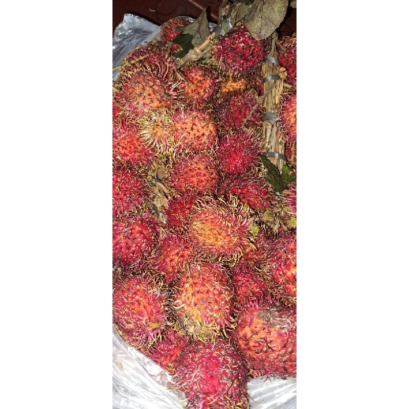

Rambutan per KG