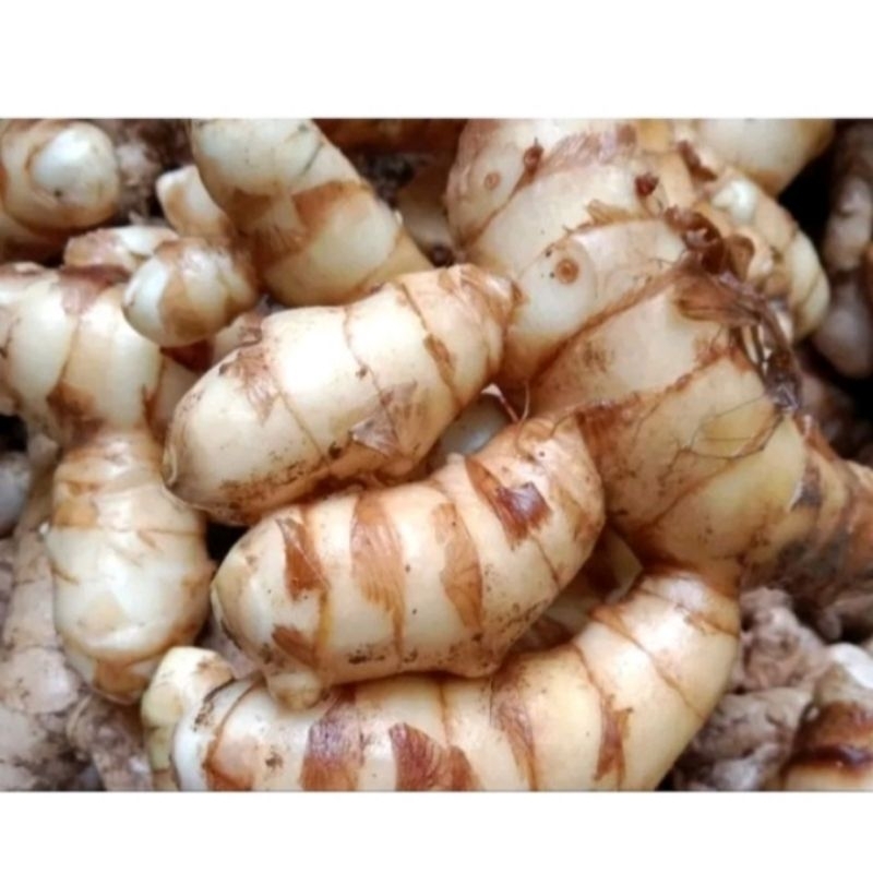 

kunyit putih/kunir putih 500gr.