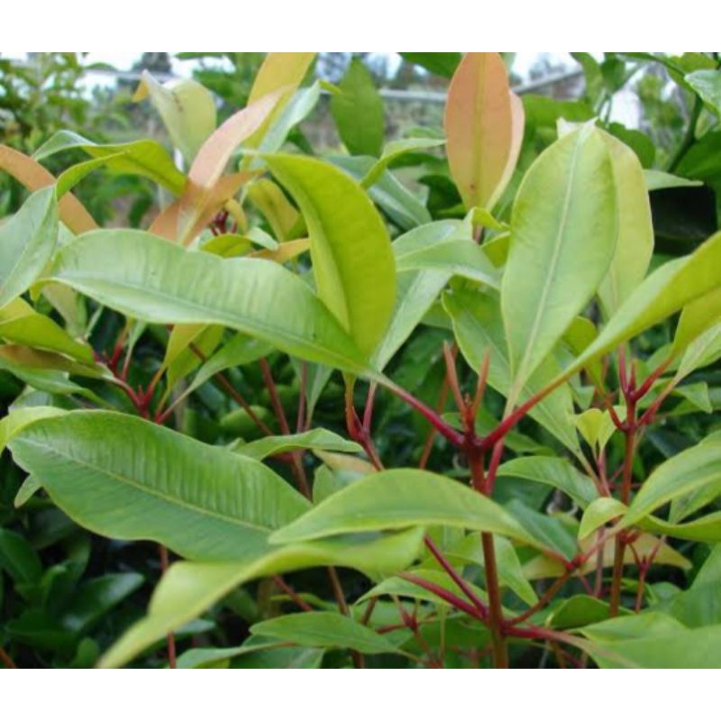 

Daun cengkeh fressh ramuan herbal/100 lembar
