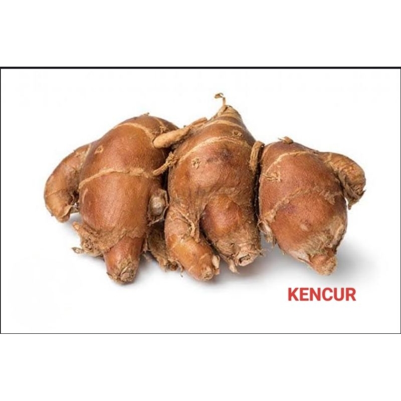 

KENCUR / CIKUR 250 GRAM