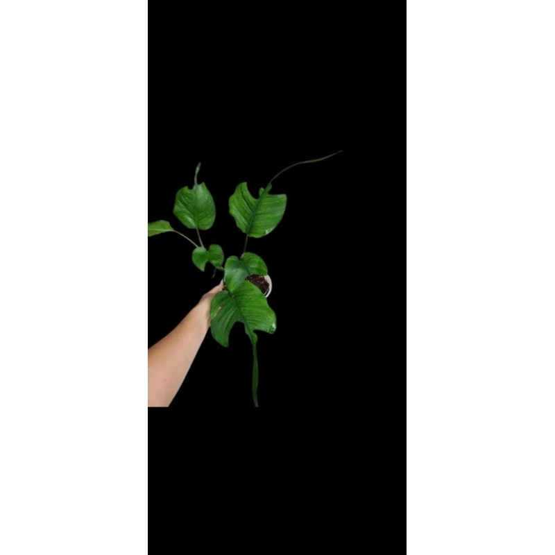 epipremnum skeleton key