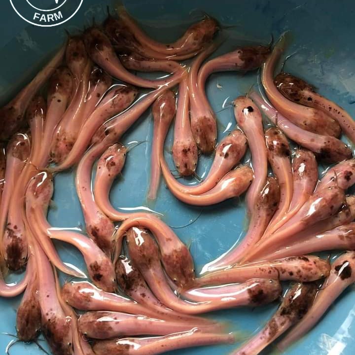 IKAN HIAS LELE ALBINO PER EKOR