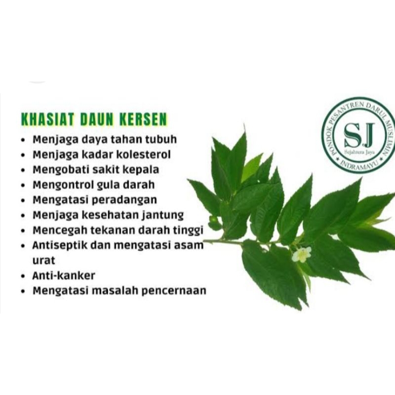 

Daun kersen alami kering original 100%