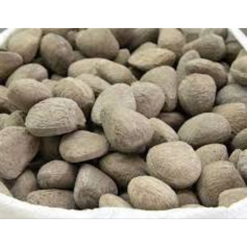 

buah picung super murah 1 kg