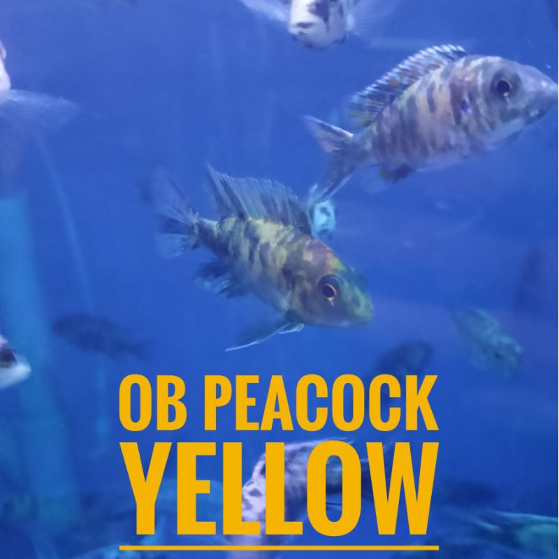 Ob Peacock yellow cichlid