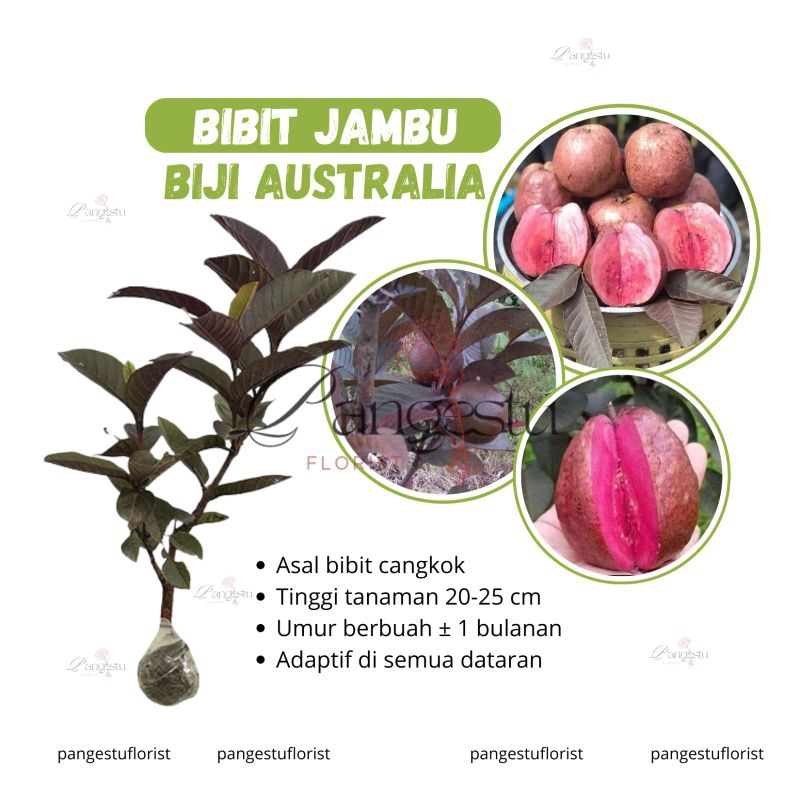 

Bibit Buah Jambu Biji Australia Cepat Berbuah