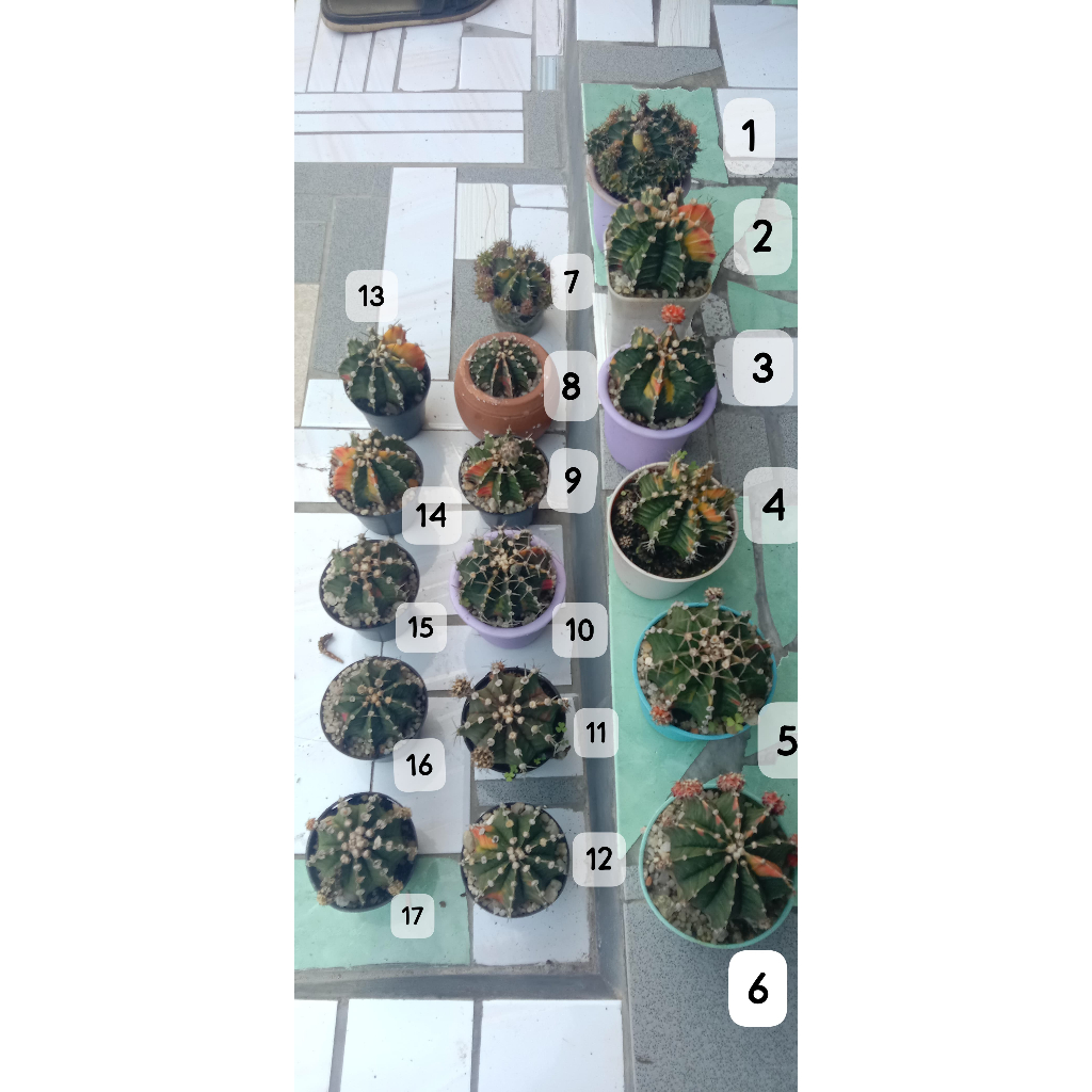 Kaktus Gymno Var Jumbo