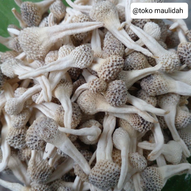 empot mpot ayam putih