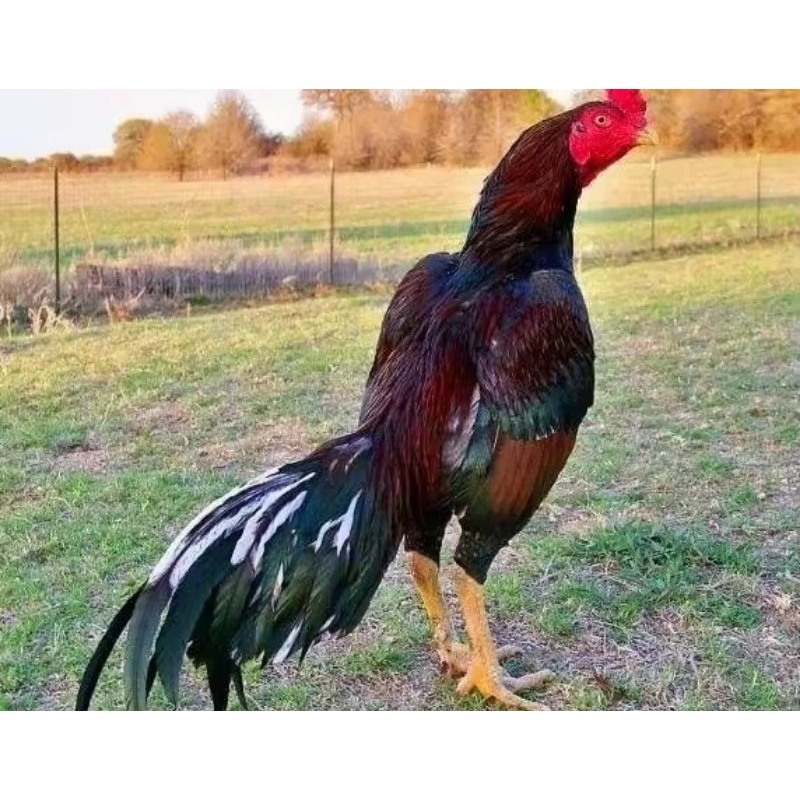 TELUR AYAM SHAMO JEPANG / AYAM PETARUNG BESAR KUAT