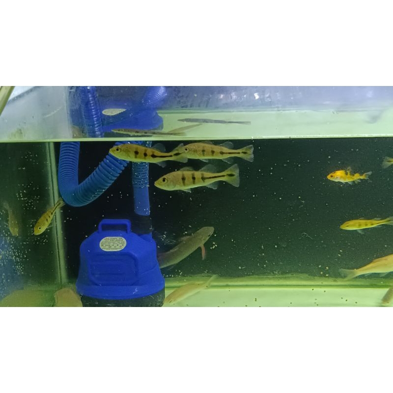 Pbass Kelbe Peacock Bass Kelberi