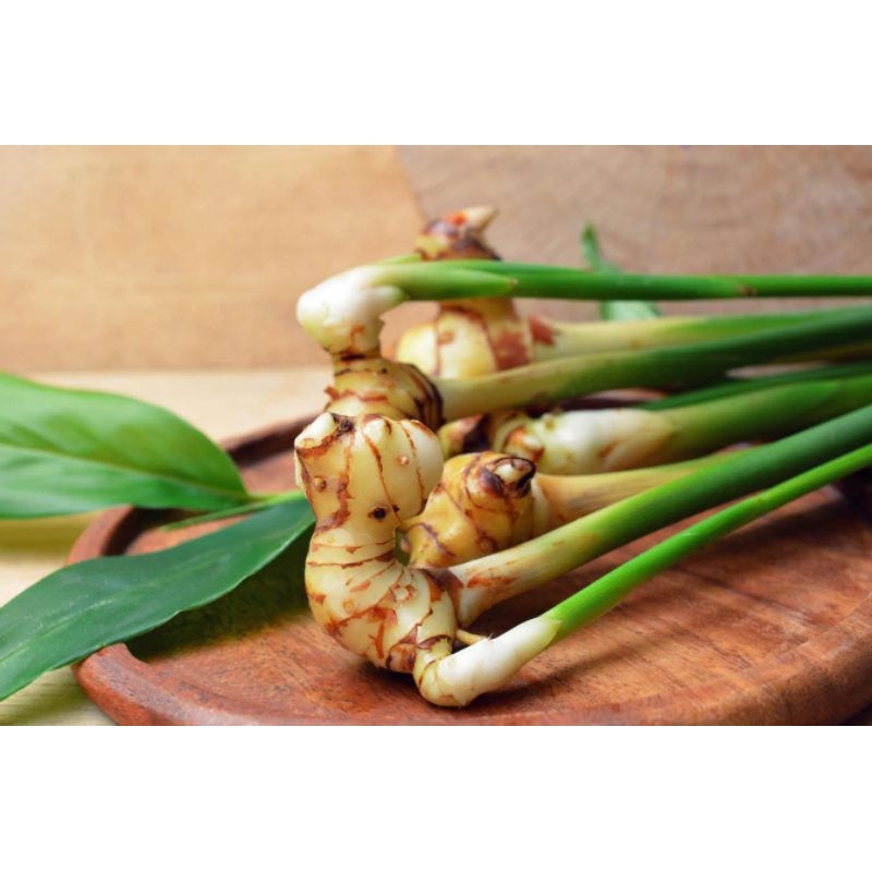 

lengkuas/laza/bumbumasakan/fresh