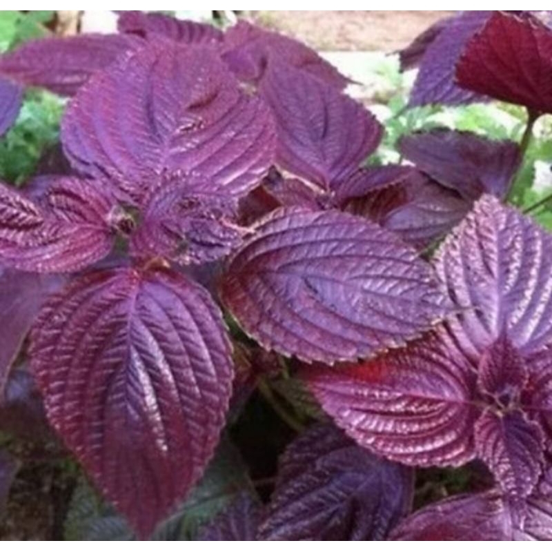 40 biji benih bibit Daun Perilla