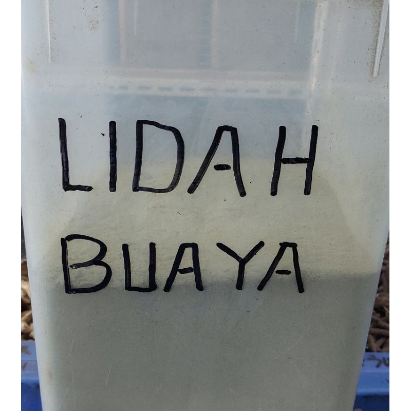 

Lidah Buaya Bubuk 50gr