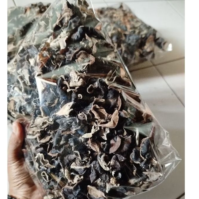 

jamur kuping kering kecil