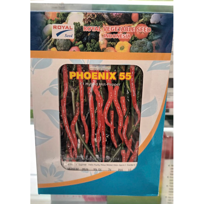 benih cabe cabai phoenix 55