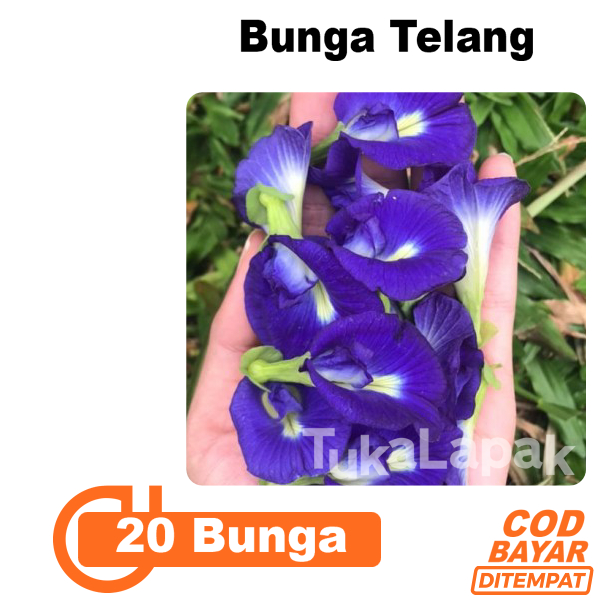

Bunga Telang Biru Per 20 Pcs