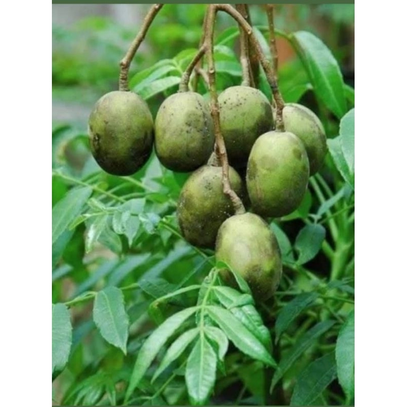 

Kedondong buah dondong kedondong rujak kedondong asinan kedondong lokal