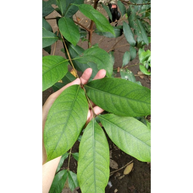 

Daun salam