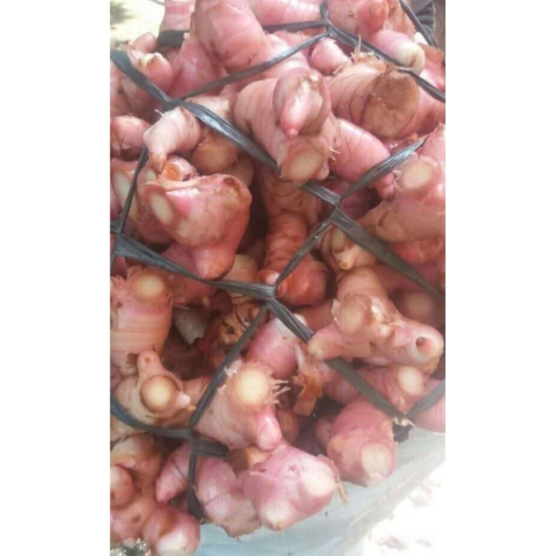 

LENGKUAS LAOS SEGAR murah 1KG