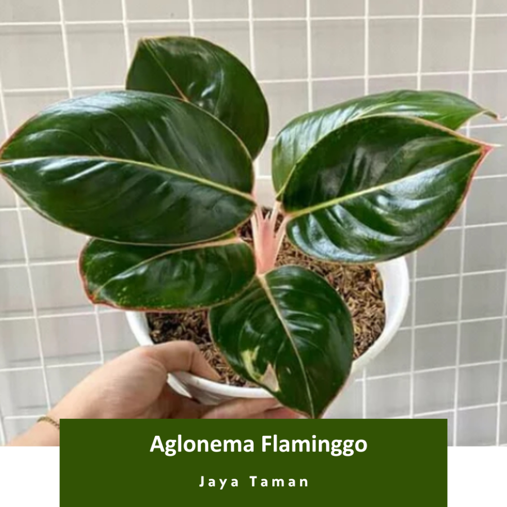 Promo COD Tanaman Hias Aglonema Flaminggo - Aglonema Anakan - Remaja