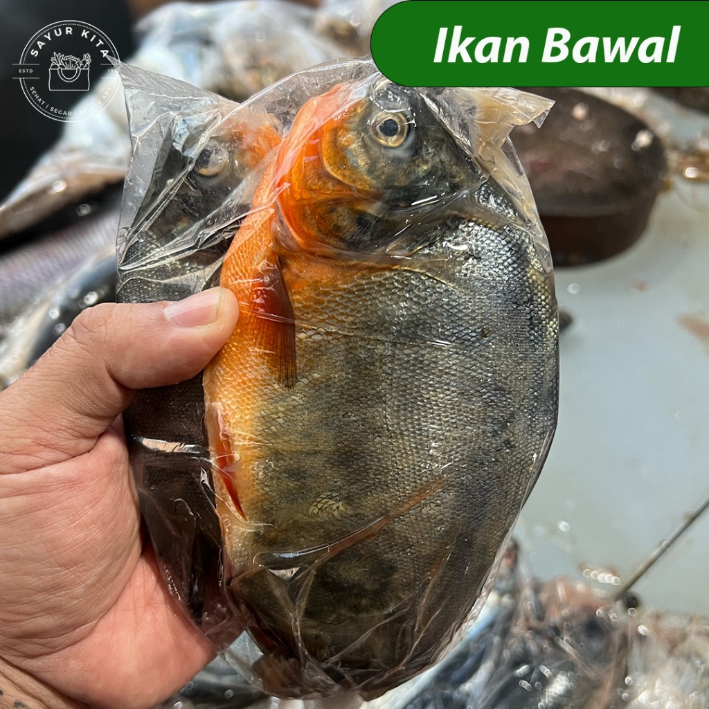 Ikan Bawal Segar | sayurkita_id
