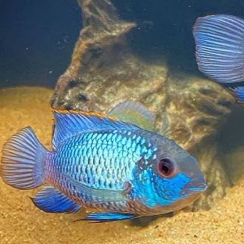 ikan Electric blue Acara EBA hiasan cichlid unik lucu biru menyala aquarium aquascape Tankmate repli