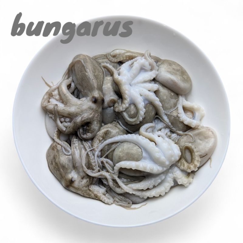 Baby Gurita Segar Bayi Octopus Ukuran Kecil Frozen Seafood Makanan Laut Gurita Cendol Kodok MPASI