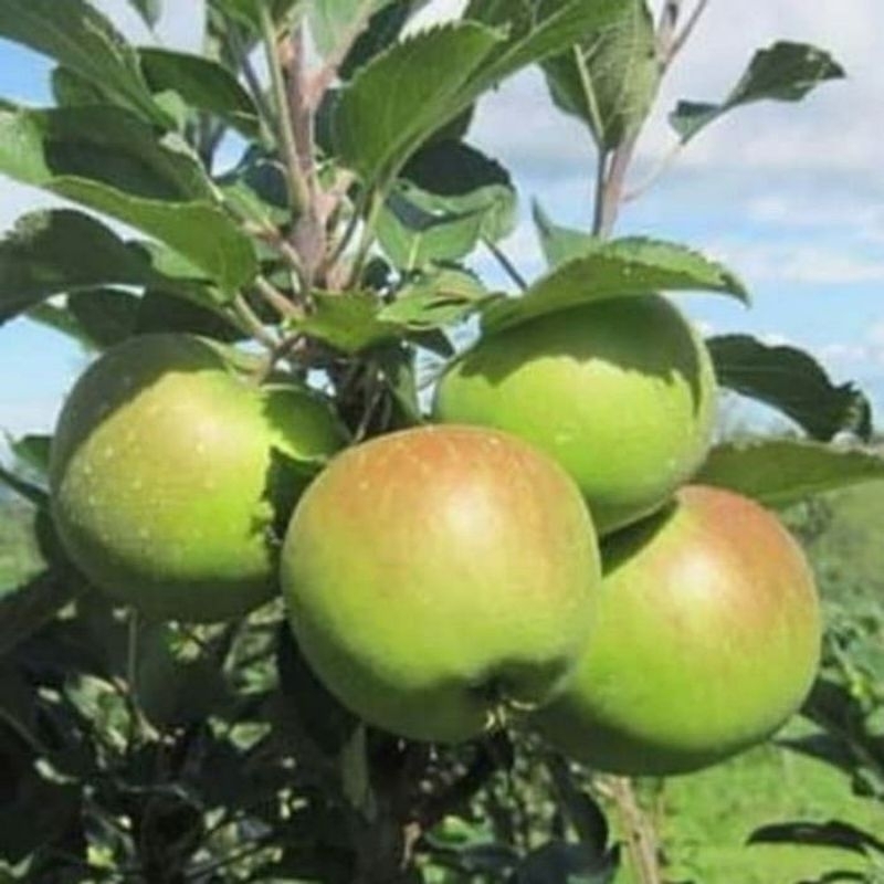Bibit BUAH APEL HIJAU MALANG
