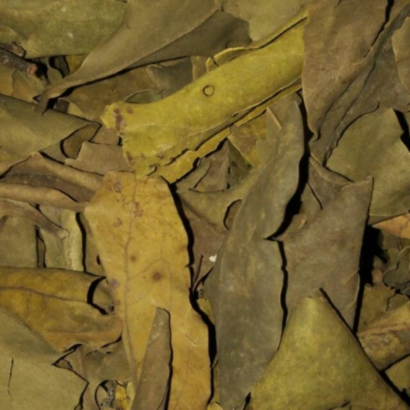 

Daun benalu teh orginal Kering bahan obat tradisional 1kg bersih