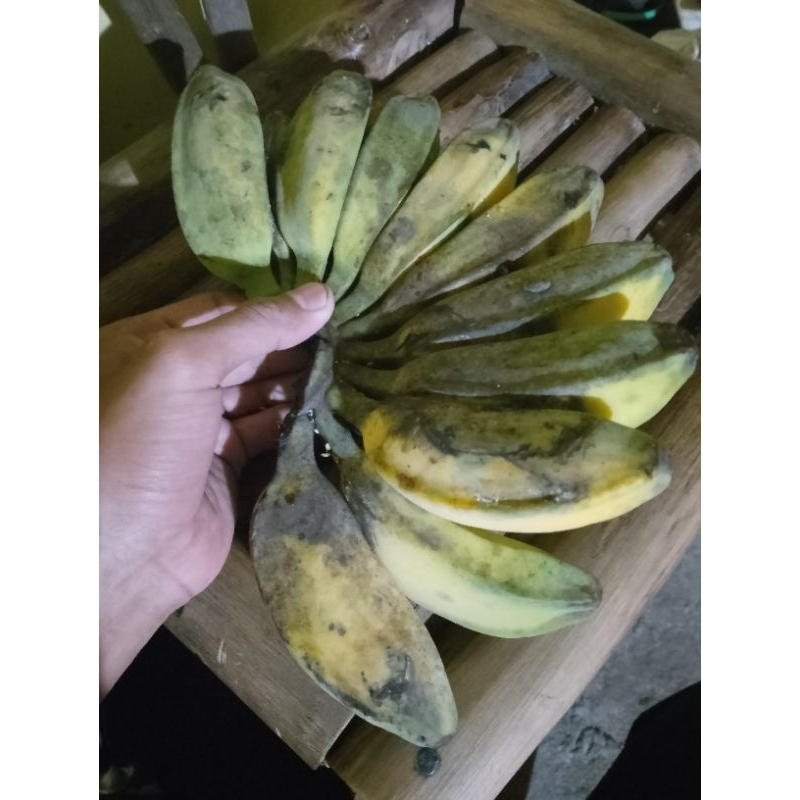 

Pisang kepok biasa