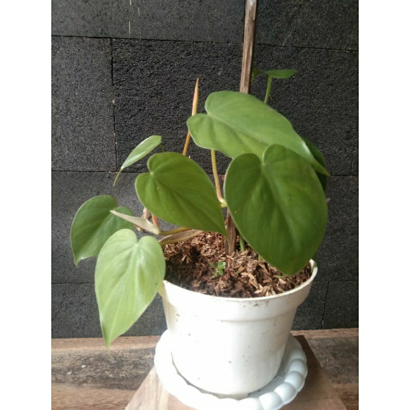 Tanaman hias philodendron Hadramaut/memelong hati remaja ( rawatan )