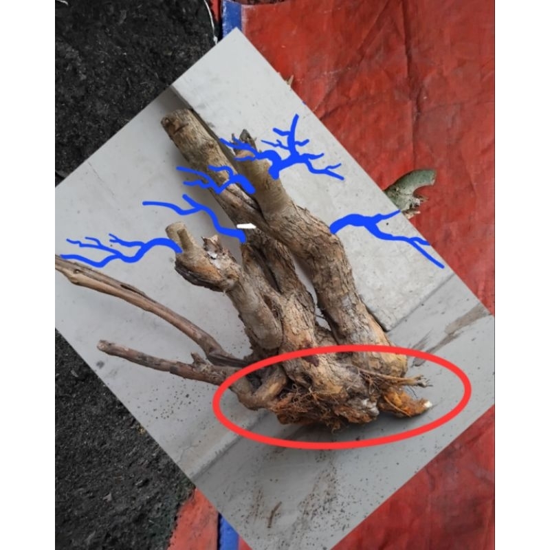 bahan bonsai sisir murah