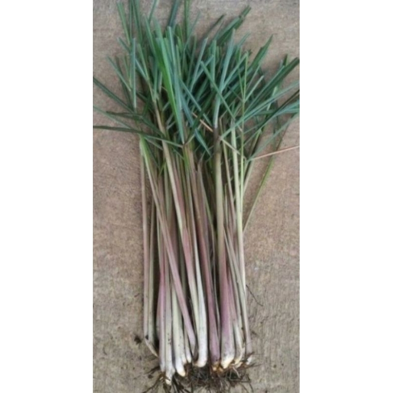 

sereh merah segar 200gr