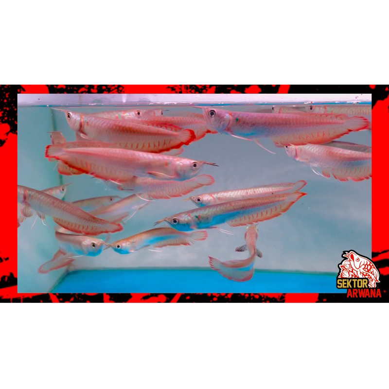 Hiasan Akuarium Arwana Silver Red 12-14cm Arwana Silver Brazil