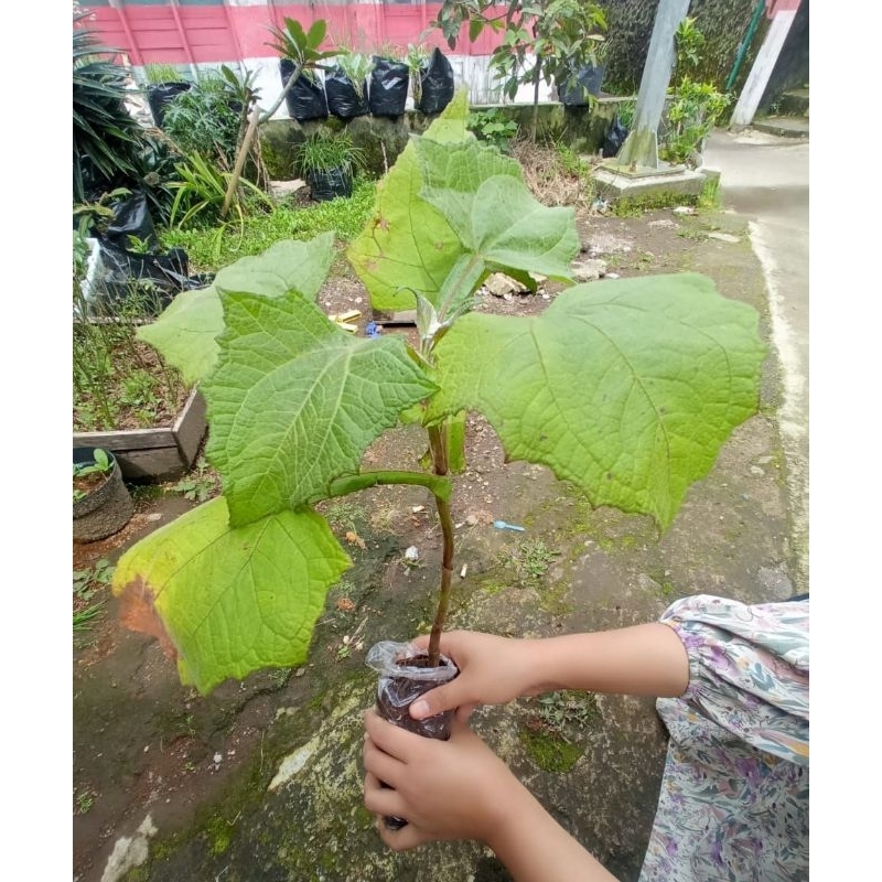 Bibit Tanaman Umbi Yakon Tinggi 10-60cm