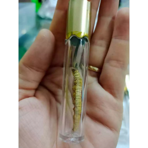 

Cordyceps Premium Organik Dong Chong Xia Cao (Obat Paru Ginjal) 虫草