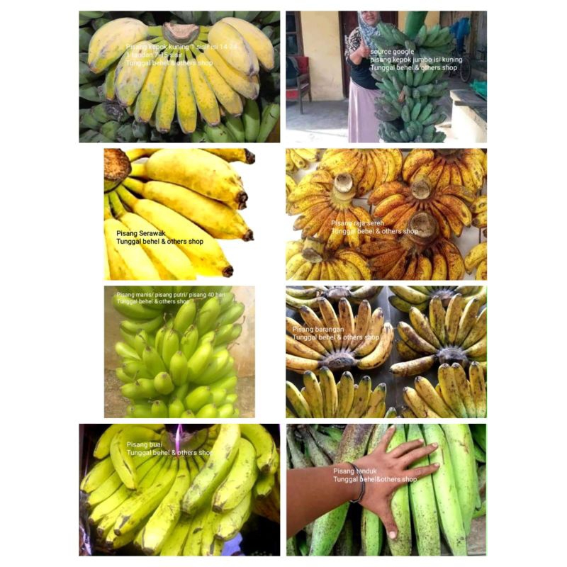 

Bibit pisang kepok jumbo kuning pisang kepok pisang raja sereh pisang buai pisang serawak pisang tanduk pisang jantan