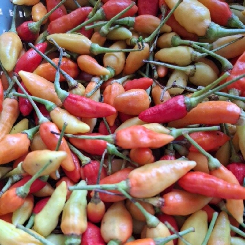 

CABAI RAWIT 250GR