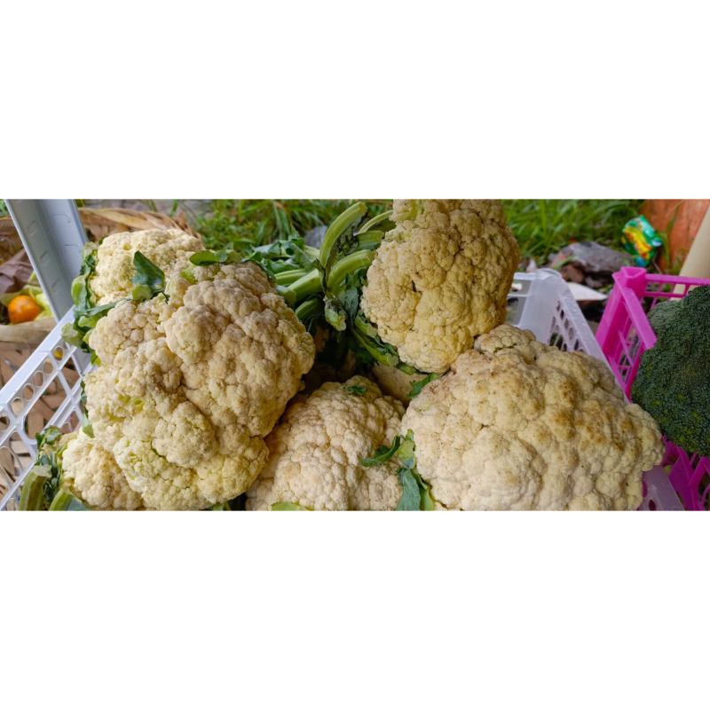 

Bunga kol - Sabuga Medan