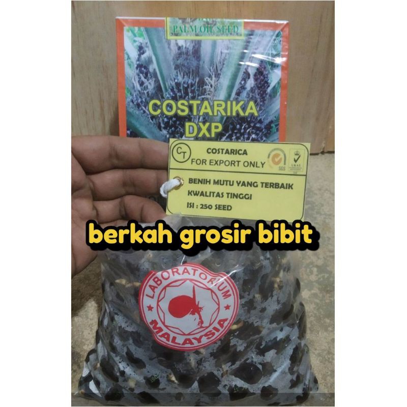 BIBIT SAWIT COSTARIKA MALAYSIA KUALITAS UNGGUL