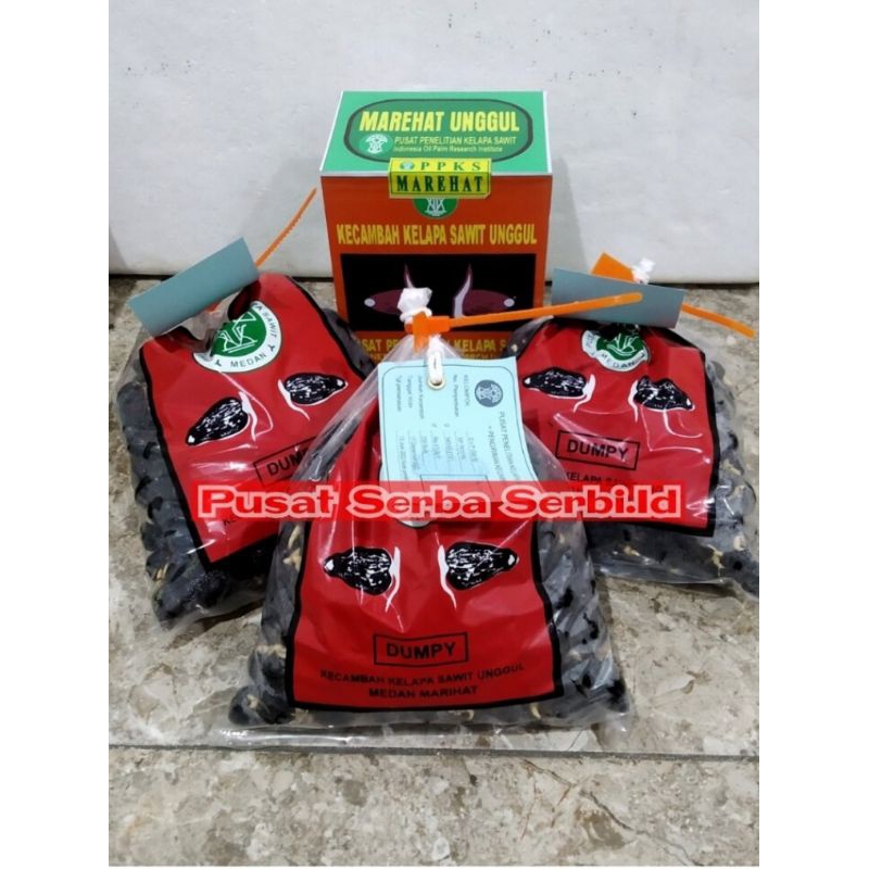 BIBIT SAWIT MAREHAT DUMPY KUALITAS UNGGUL
